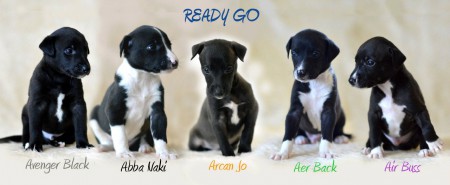 jak a kde si vybrat štěně