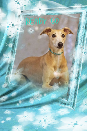 NEW litter ReadyGO for the AUTUMN 2021!